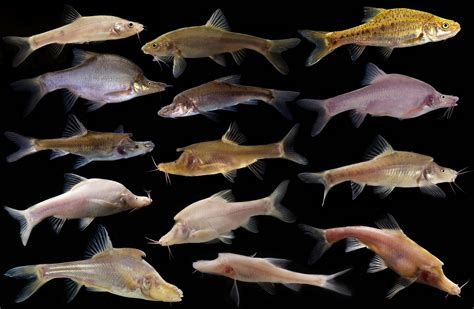 cave fish|Cavefishes: Current Biology .